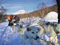 В Челябинске стартует чемпионат России по гонкам на собачьих