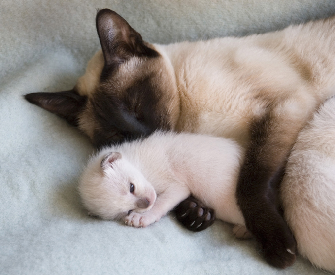 Фото как заботятся кошки о своем потомстве