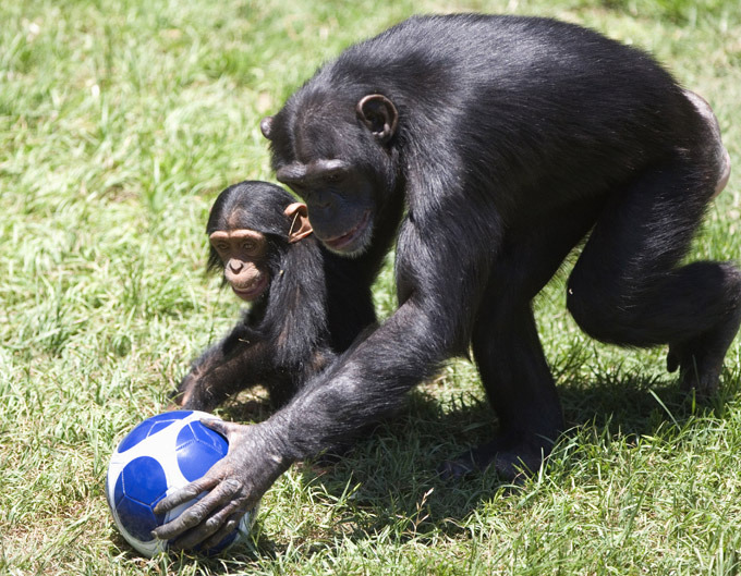 Monkey football. Шимпанзе с мячиком. Обезьяна футбол. Шимпанзе в футбольном мяче. Обезьяна с футбольным мячом.